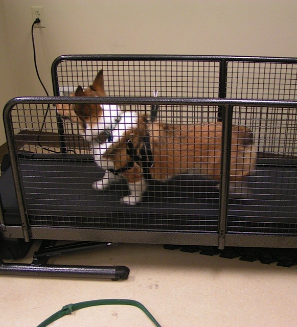 Land Treadmill Pittsburgh Veterinary Rehabilitation